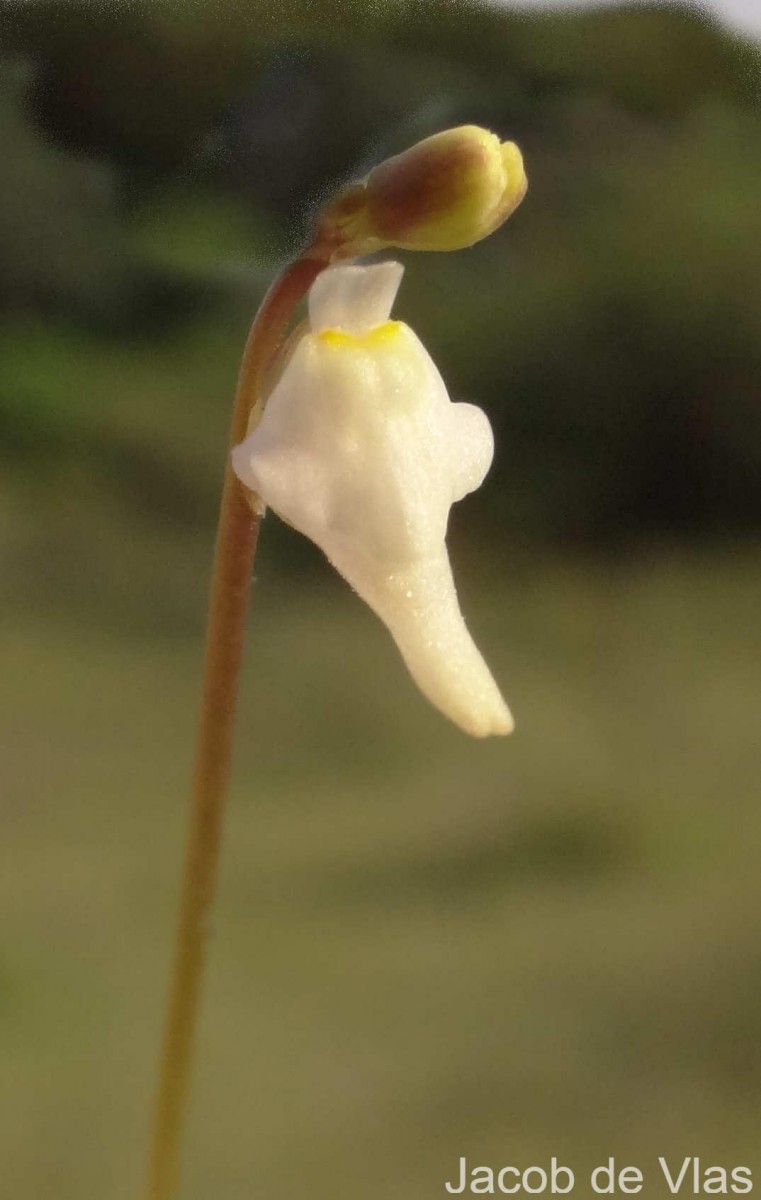 Utricularia caerulea L.